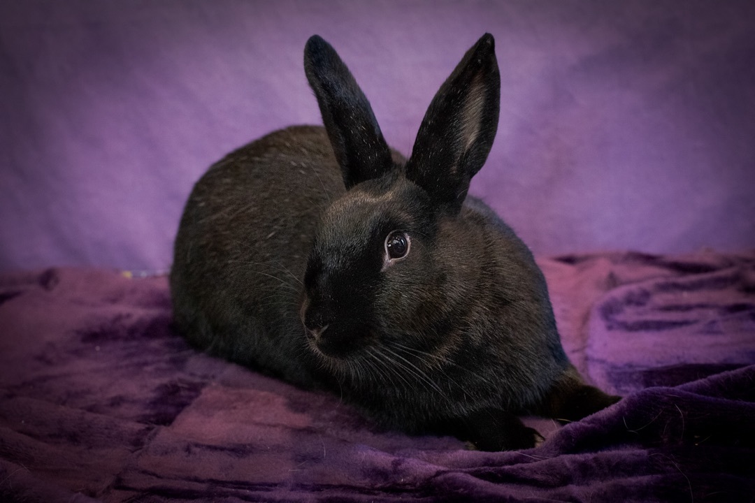 Belden the Elusive Chanteuse , Adoptable, Adult Female Satin.