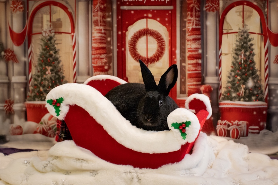 Enlarge Belden the Elusive Chanteuse , a Adoptable Satin in Willowbrook, IL image 2/5