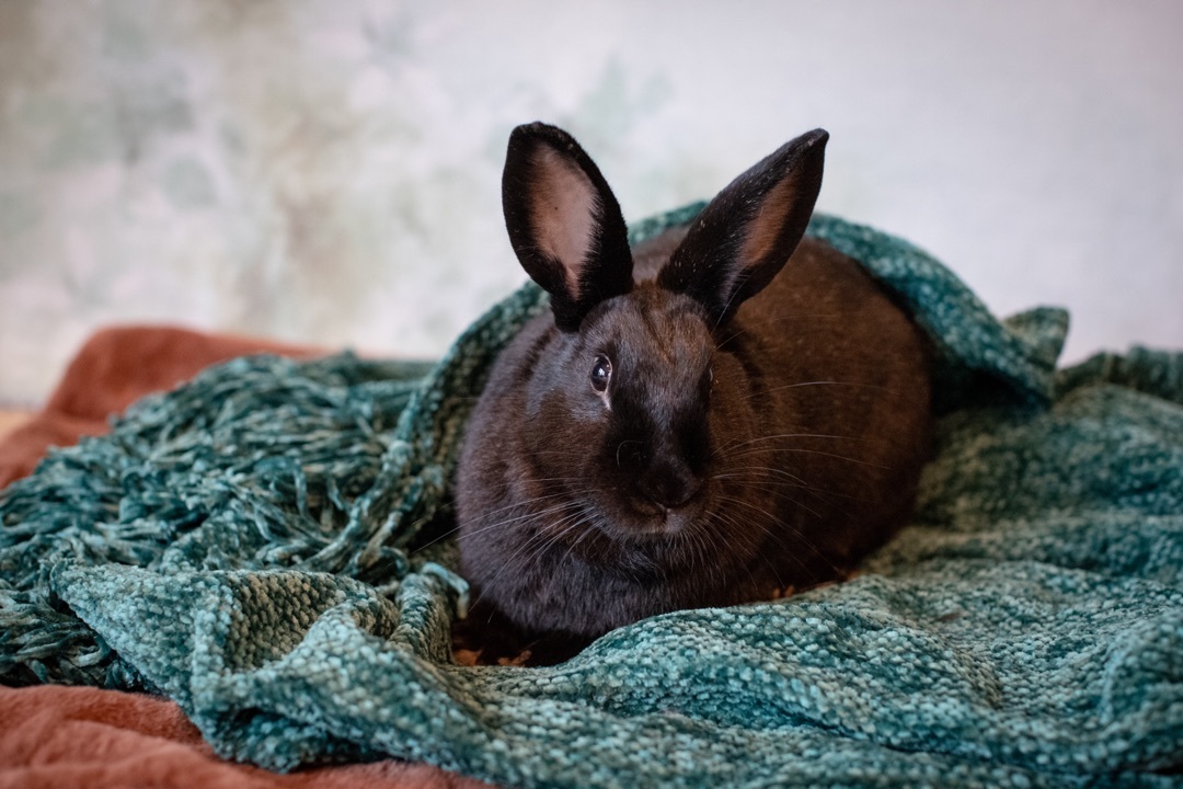 Enlarge Belden the Elusive Chanteuse , a Adoptable Satin in Willowbrook, IL image 3/5