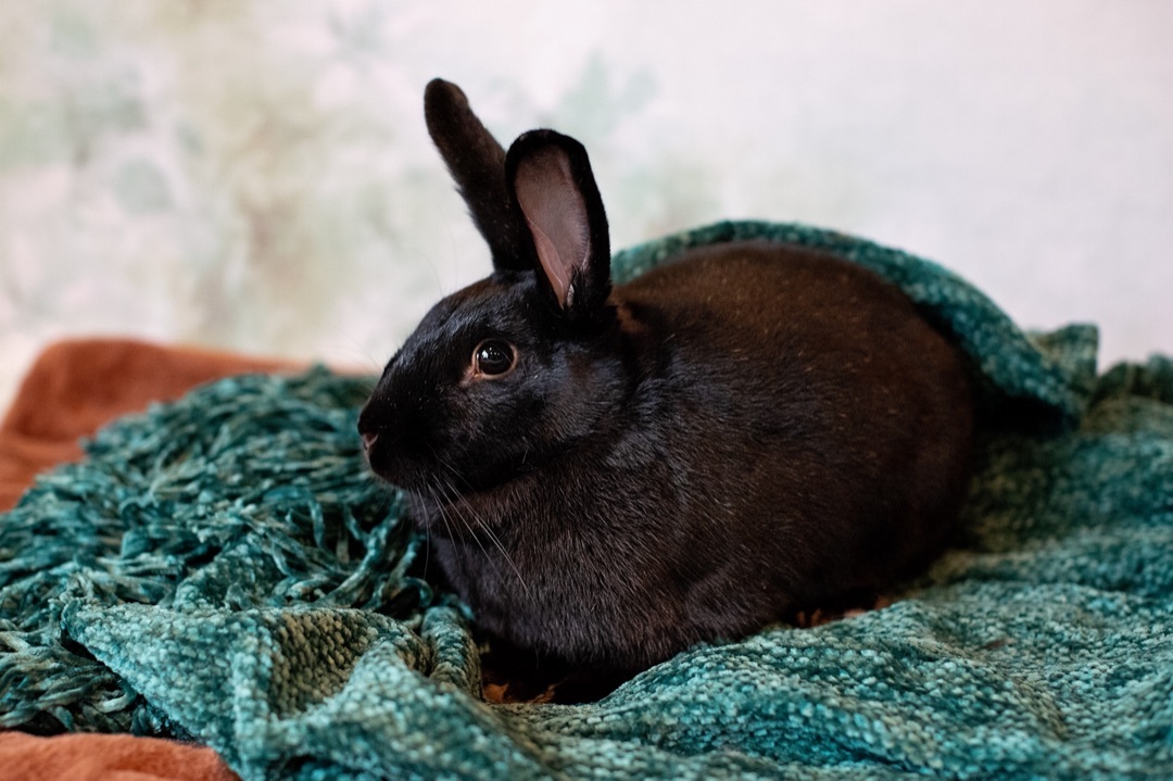 Enlarge Belden the Elusive Chanteuse , a Adoptable Satin in Willowbrook, IL image 4/5