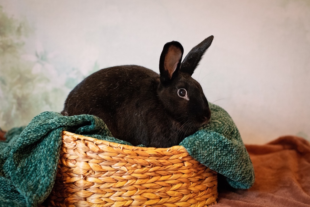 Enlarge Belden the Elusive Chanteuse , a Adoptable Satin in Willowbrook, IL image 5/5