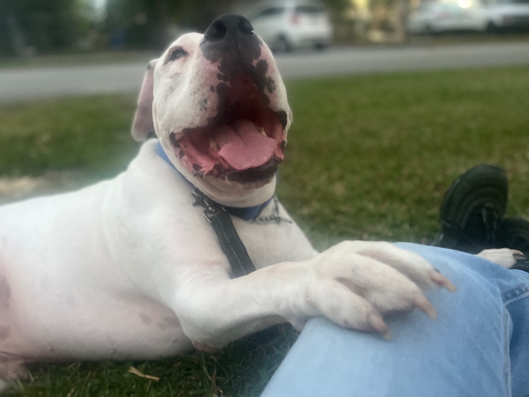 Enlarge Pluto, a Adoptable American Bulldog in Tampa, FL image 2/6