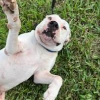 Enlarge Pluto, a Adoptable American Bulldog in Tampa, FL image 5/6