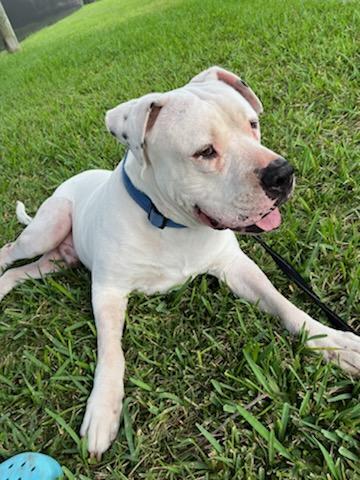 Enlarge Pluto, a Adoptable American Bulldog in Tampa, FL image 1/6