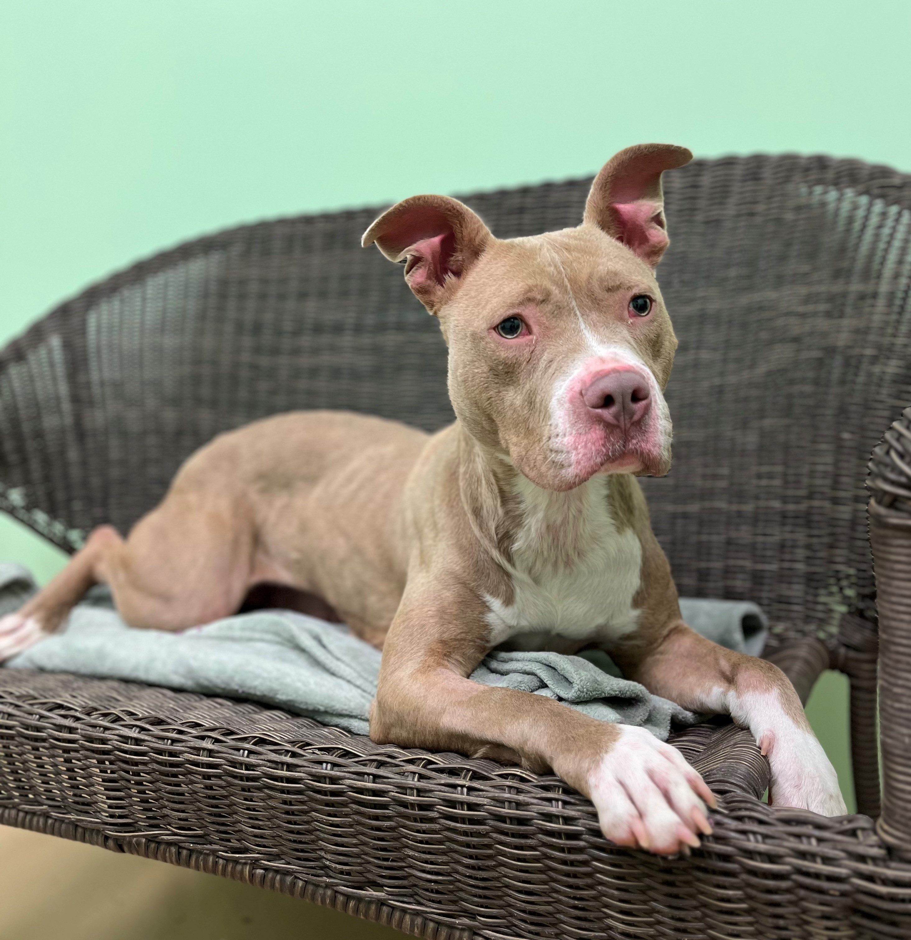 Dog for adoption Tauriel, a Pit Bull Terrier in Xenia , OH Petfinder