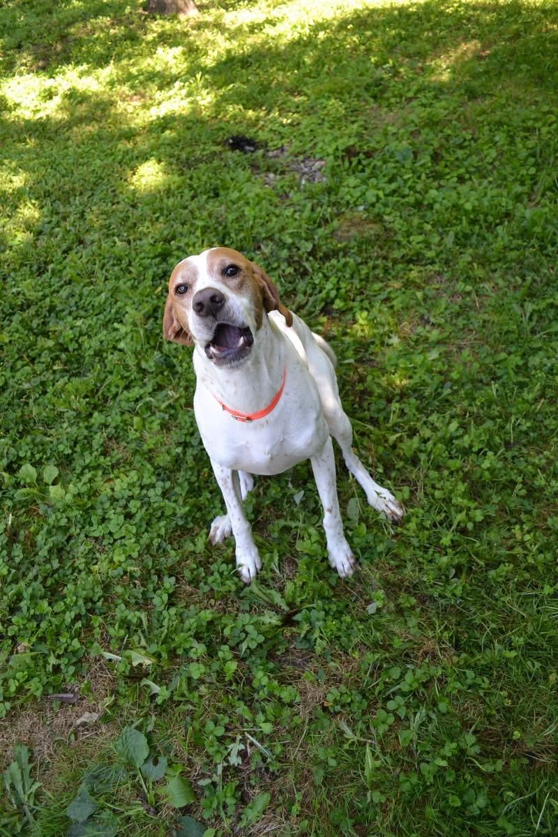 Gunshot, a ADOPTABLE English Pointer in Chardon, OH image 5/5