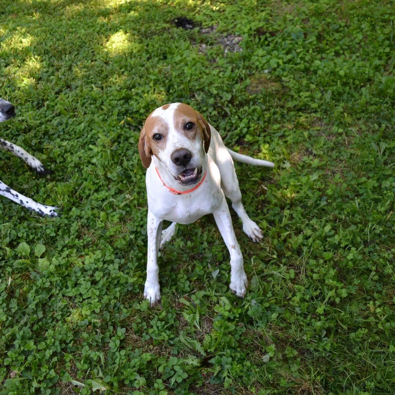 Gunshot, ADOPTABLE, Adult Male English Pointer.