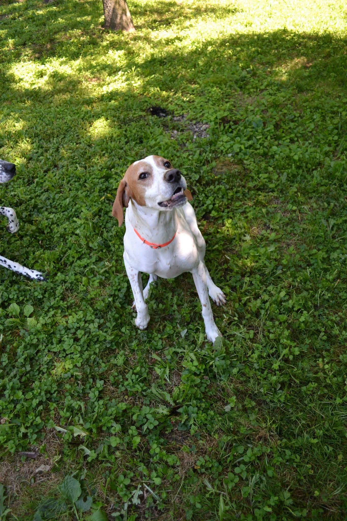 Gunshot, a ADOPTABLE English Pointer in Chardon, OH image 2/5