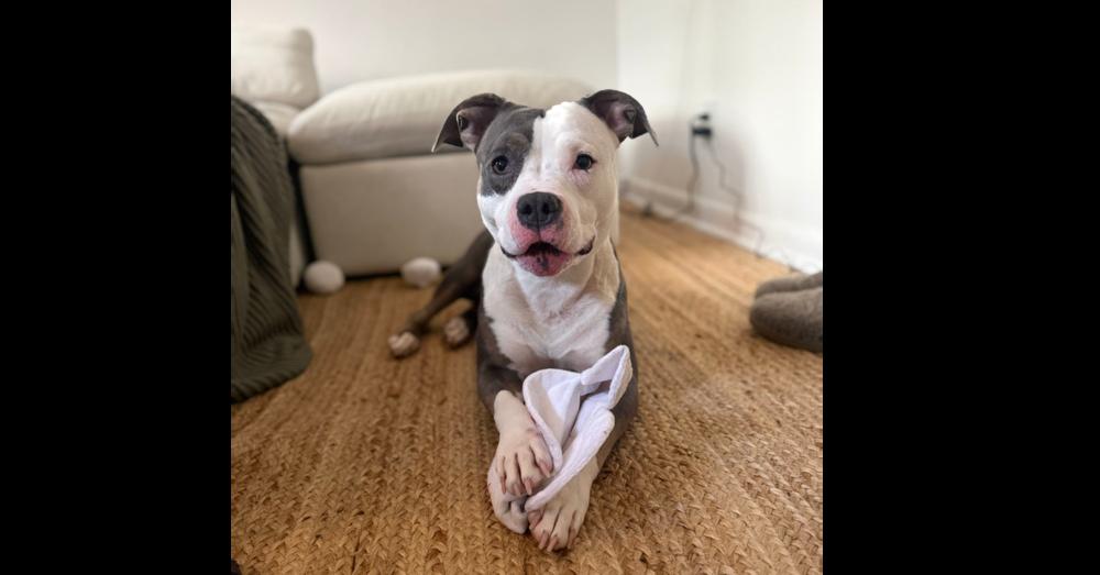 Sheba, Adoptable, Adult Female Mixed Breed.