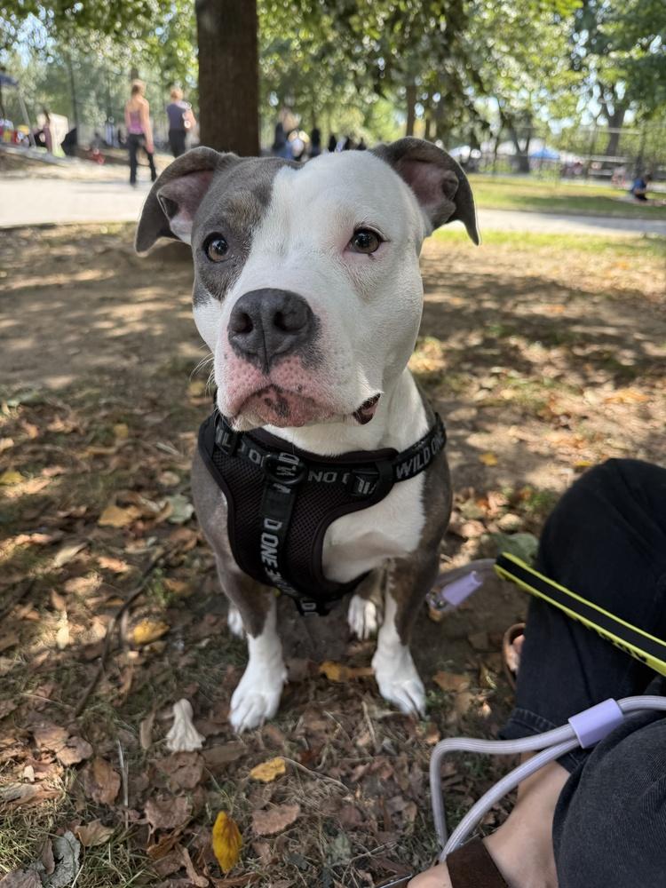 Enlarge Sheba, a Adoptable mixed breed in New York, NY image 3/5