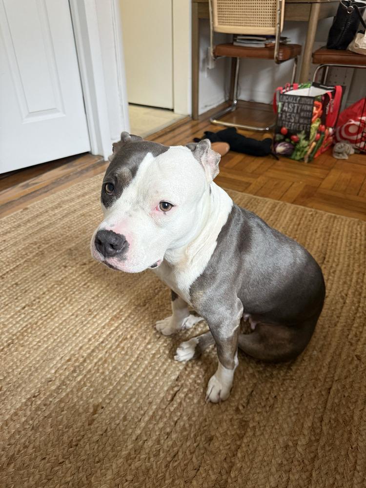 Enlarge Sheba, a Adoptable mixed breed in New York, NY image 4/5