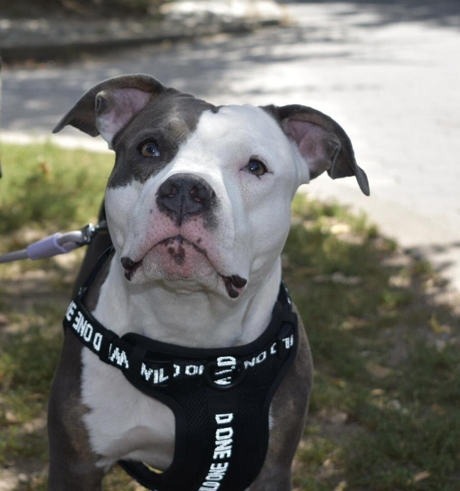 Enlarge Sheba, a Adoptable mixed breed in New York, NY image 5/5