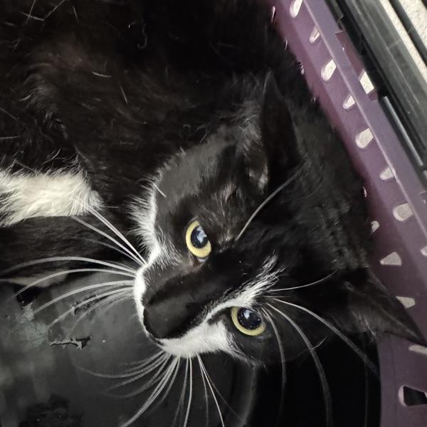 Fred, Adoptable, Adult Male Domestic Short Hair.