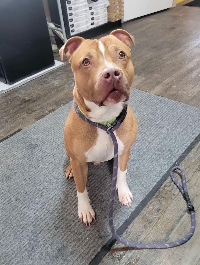 Enlarge WYATT 024-26, a ADOPTABLE mixed breed in Cambridge, OH image 2/3