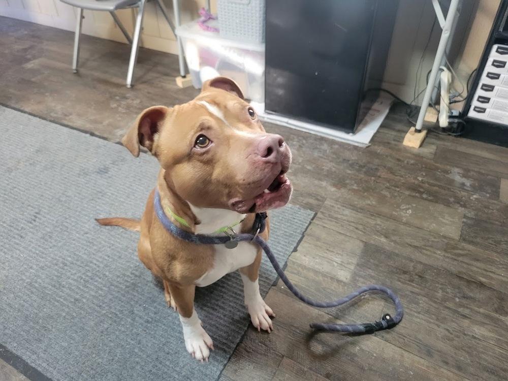 Enlarge WYATT 024-26, a ADOPTABLE mixed breed in Cambridge, OH image 3/3