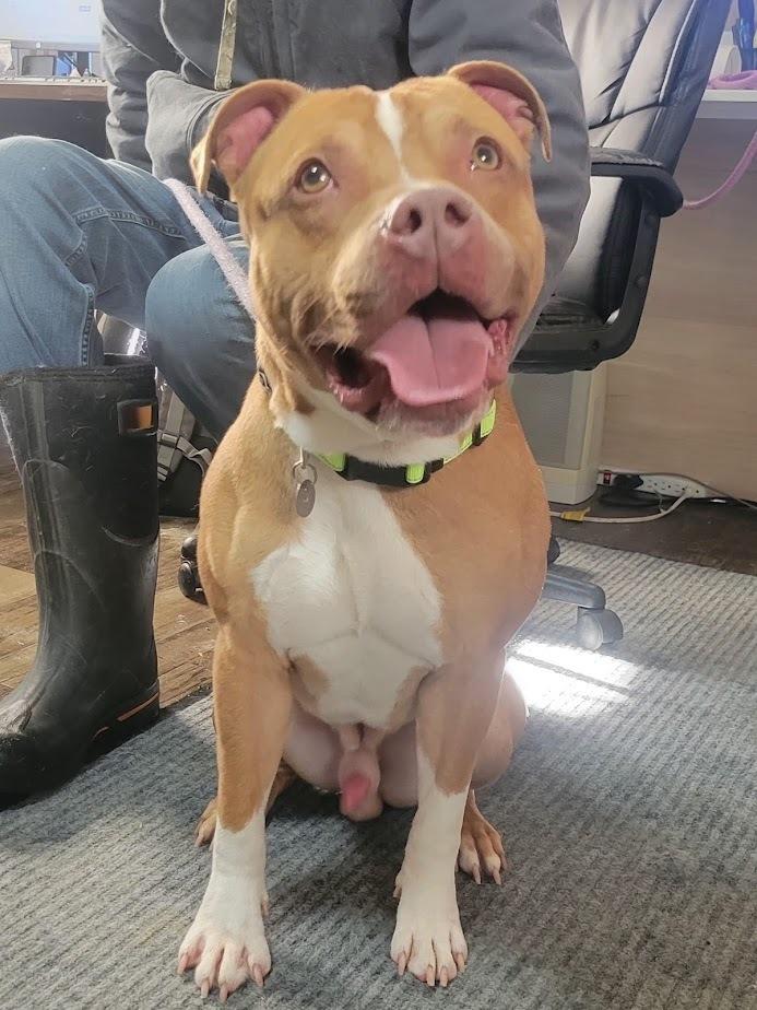 Enlarge WYATT 024-26, a ADOPTABLE mixed breed in Cambridge, OH image 1/3