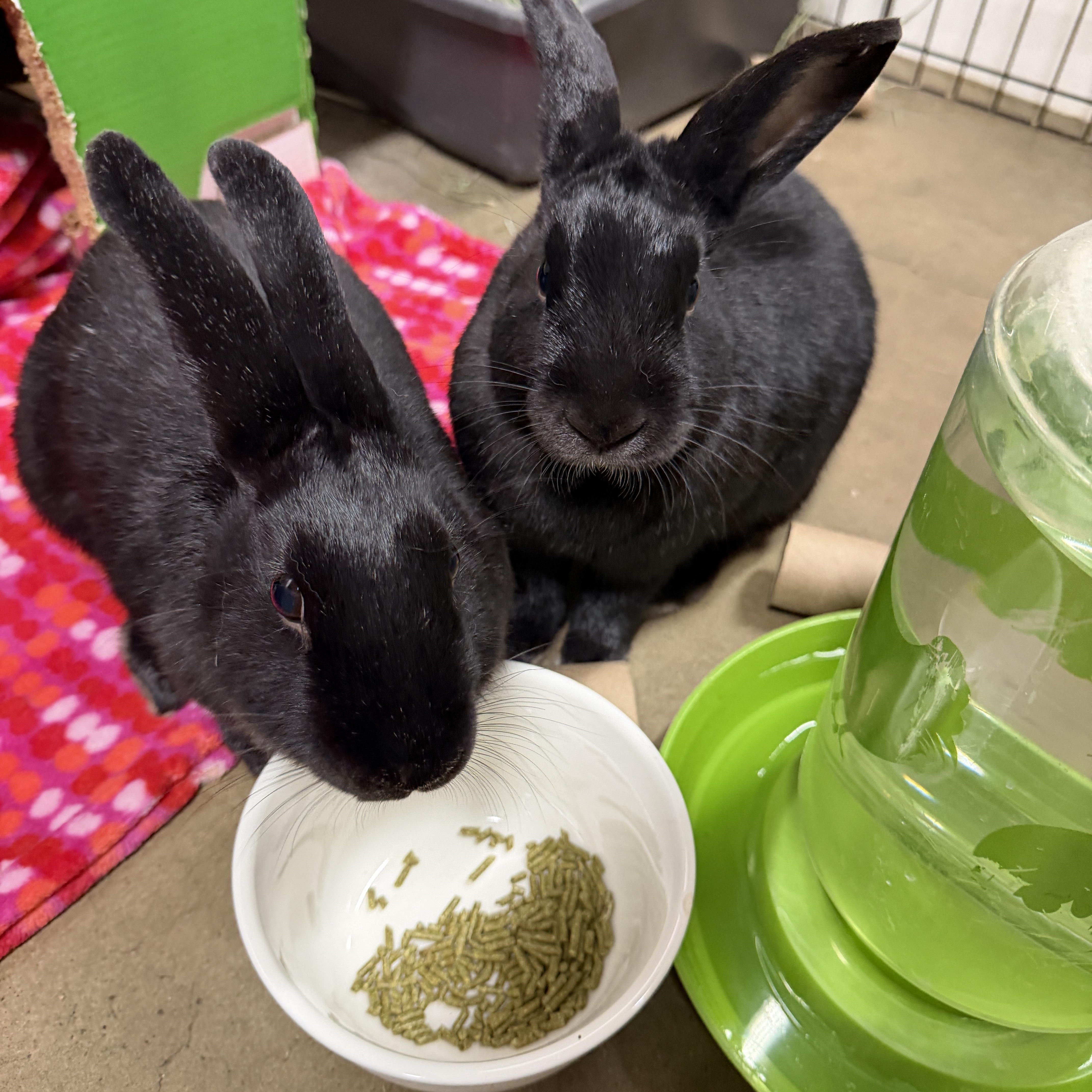 Black Jack & Roulette (PEN 6), Adoptable, Adult Female Bunny Rabbit.