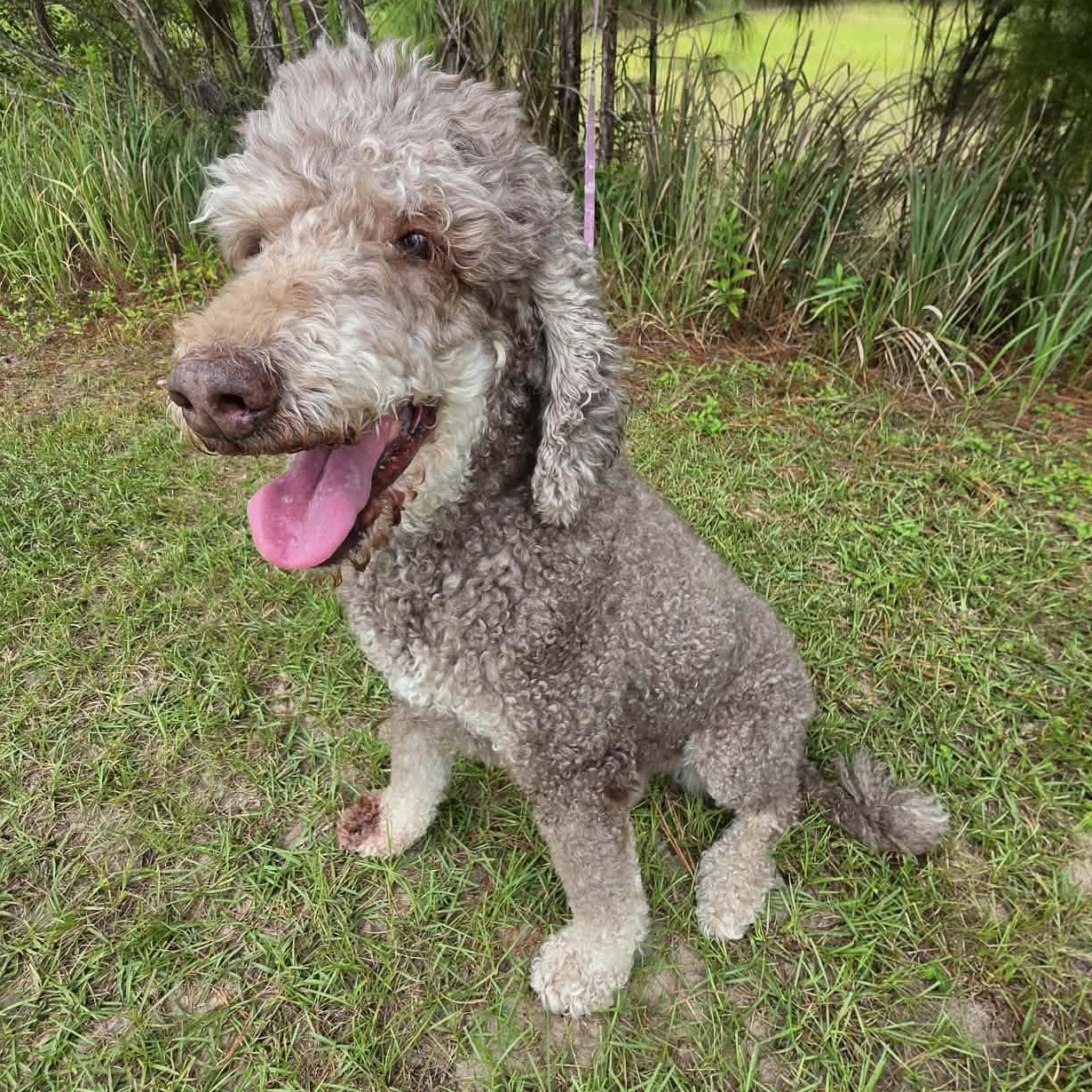 Nora, a Adoptable Poodle in Southfield , MI image 4/6