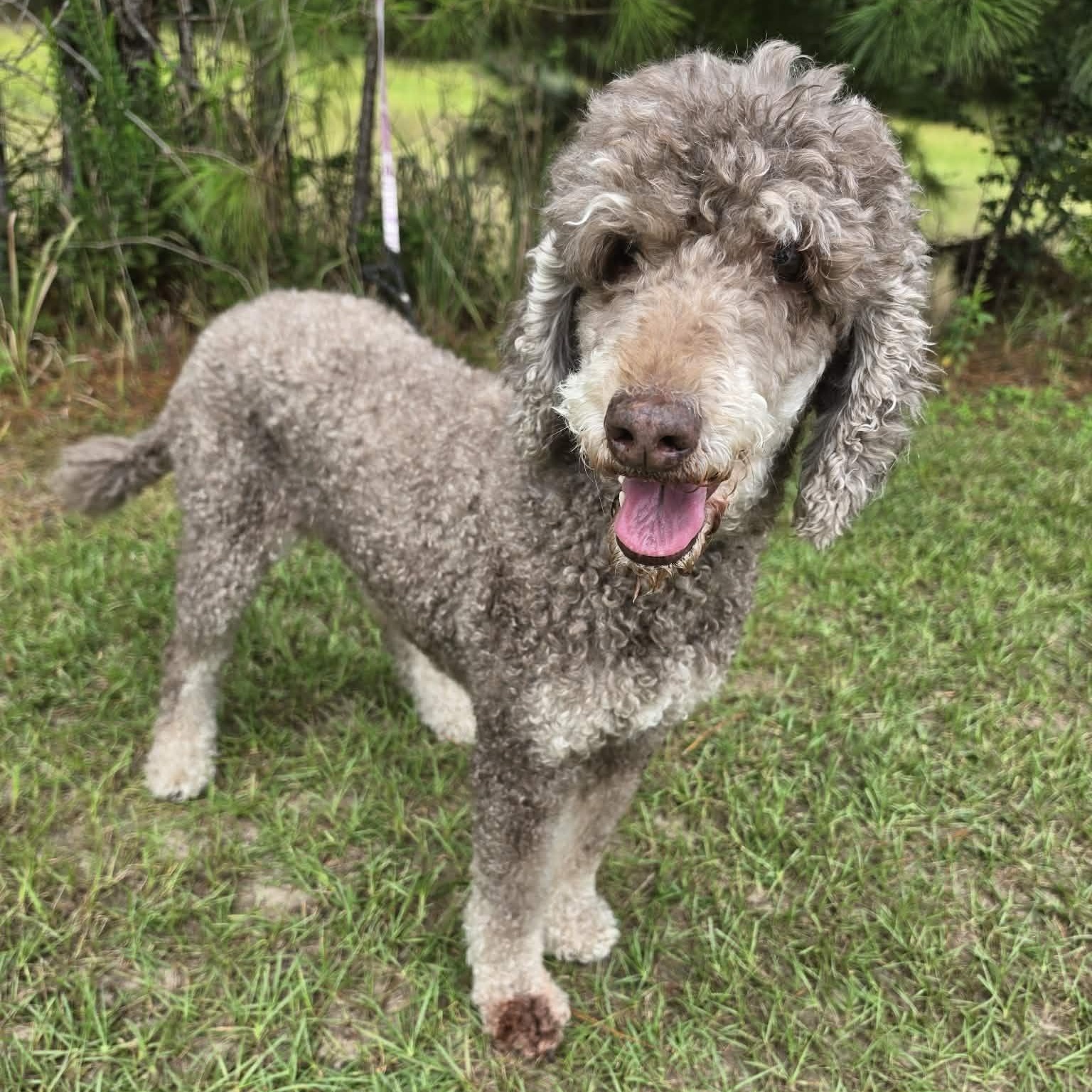 Nora, a Adoptable Poodle in Southfield , MI image 2/6