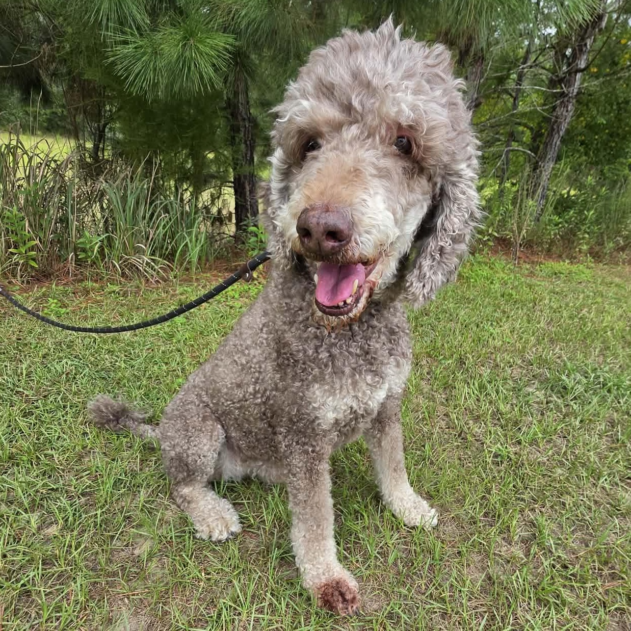 Nora, a Adoptable Poodle in Southfield , MI image 5/6