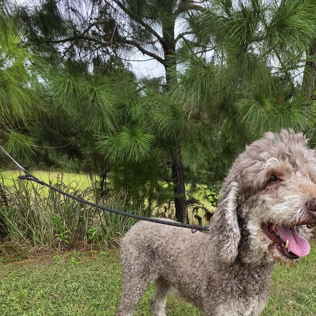 Nora, a Adoptable Poodle in Southfield , MI image 3/6