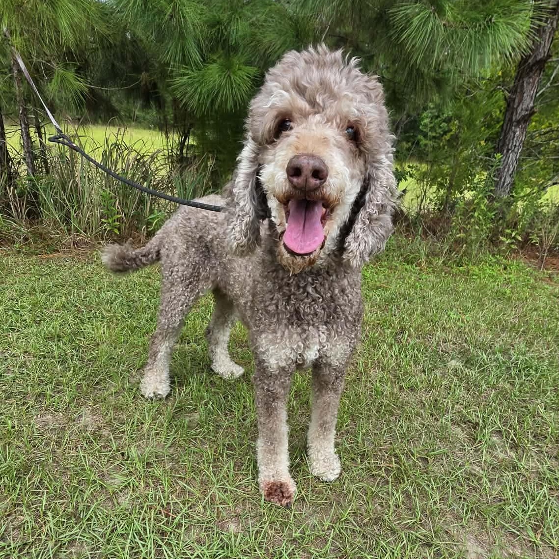 Nora, Adoptable, Senior Female Poodle.