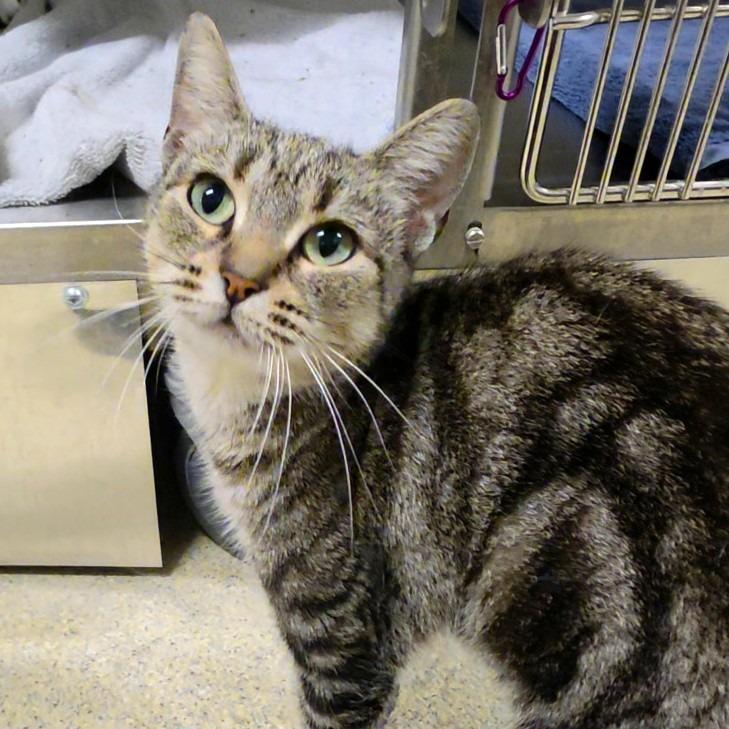 Enlarge Cleocatra, a Adoptable Domestic Short Hair in Briarcliff Manor, NY image 2/2