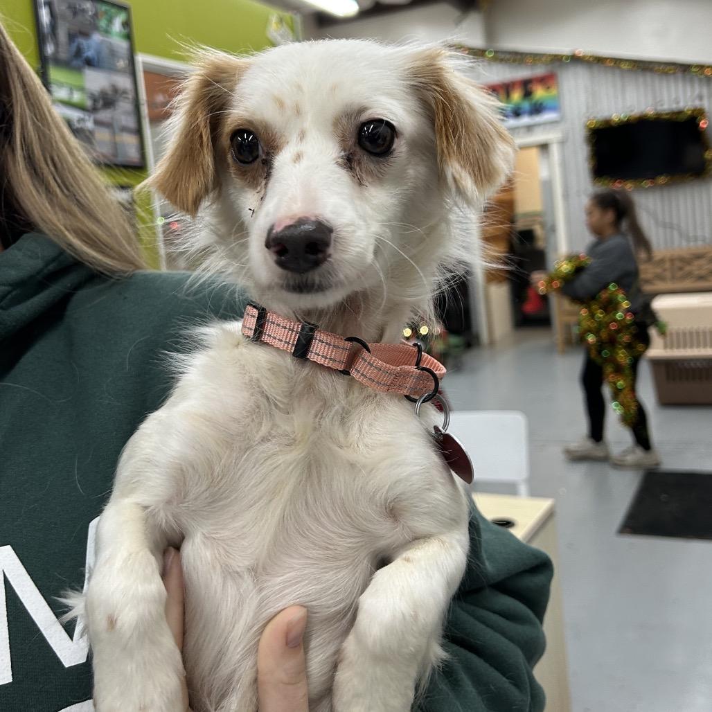 Sugar Cookie thumbnail 3