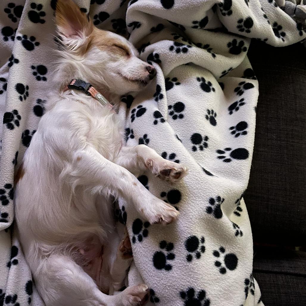 Sugar Cookie thumbnail 4