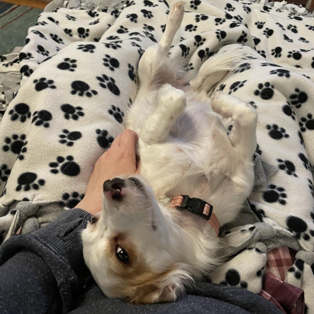 Sugar Cookie thumbnail 5