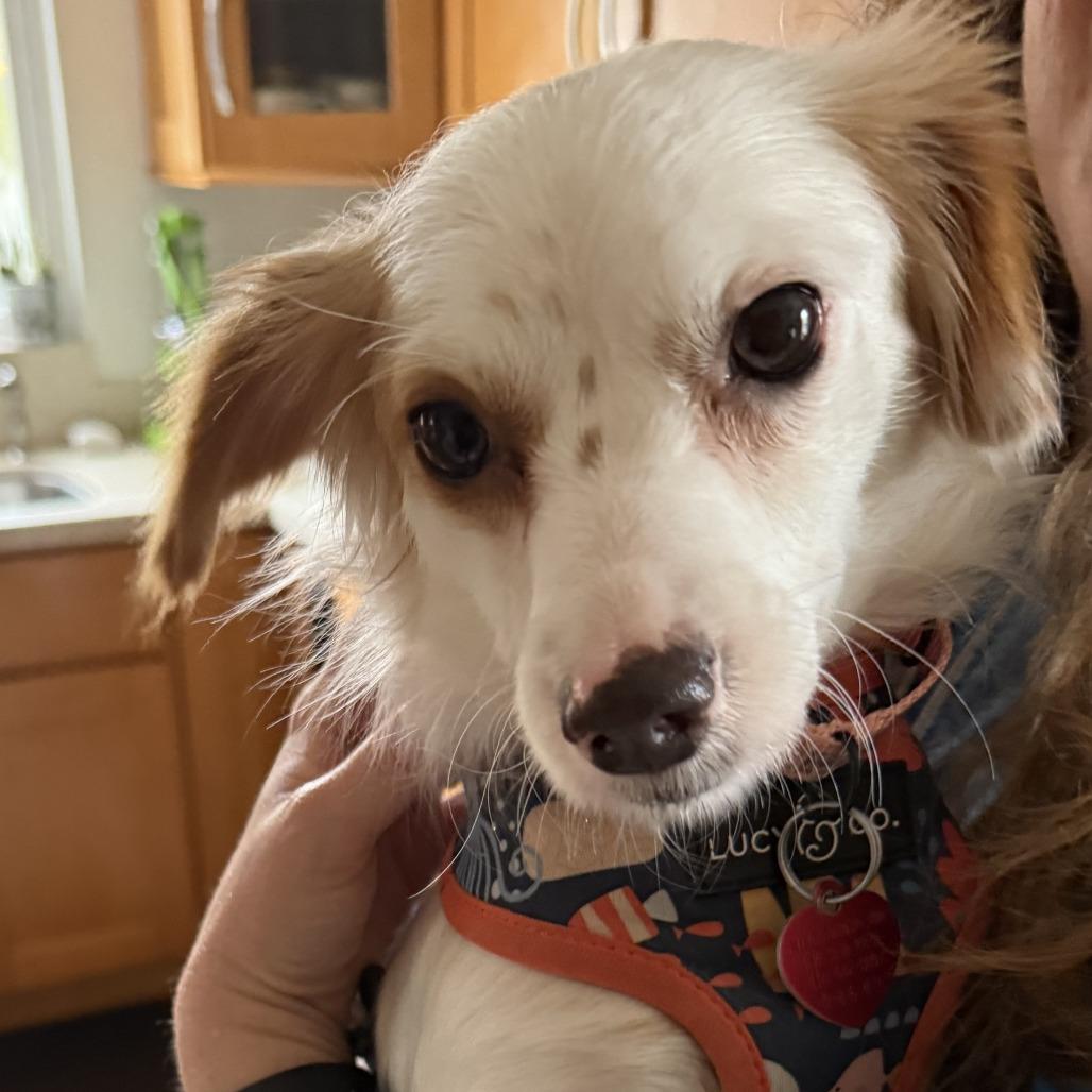 Sugar Cookie thumbnail 6