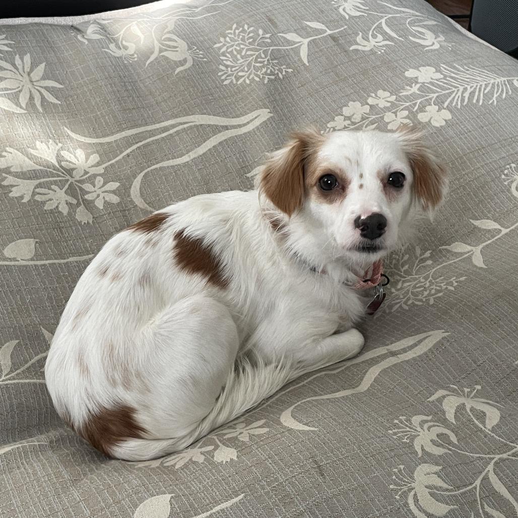 Sugar Cookie thumbnail 7