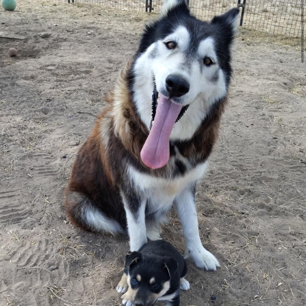 Celia, Adoptable, Adult Female Husky.