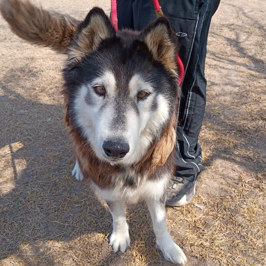 Celia, a Adoptable Husky in Oceanside, NY image 2/2