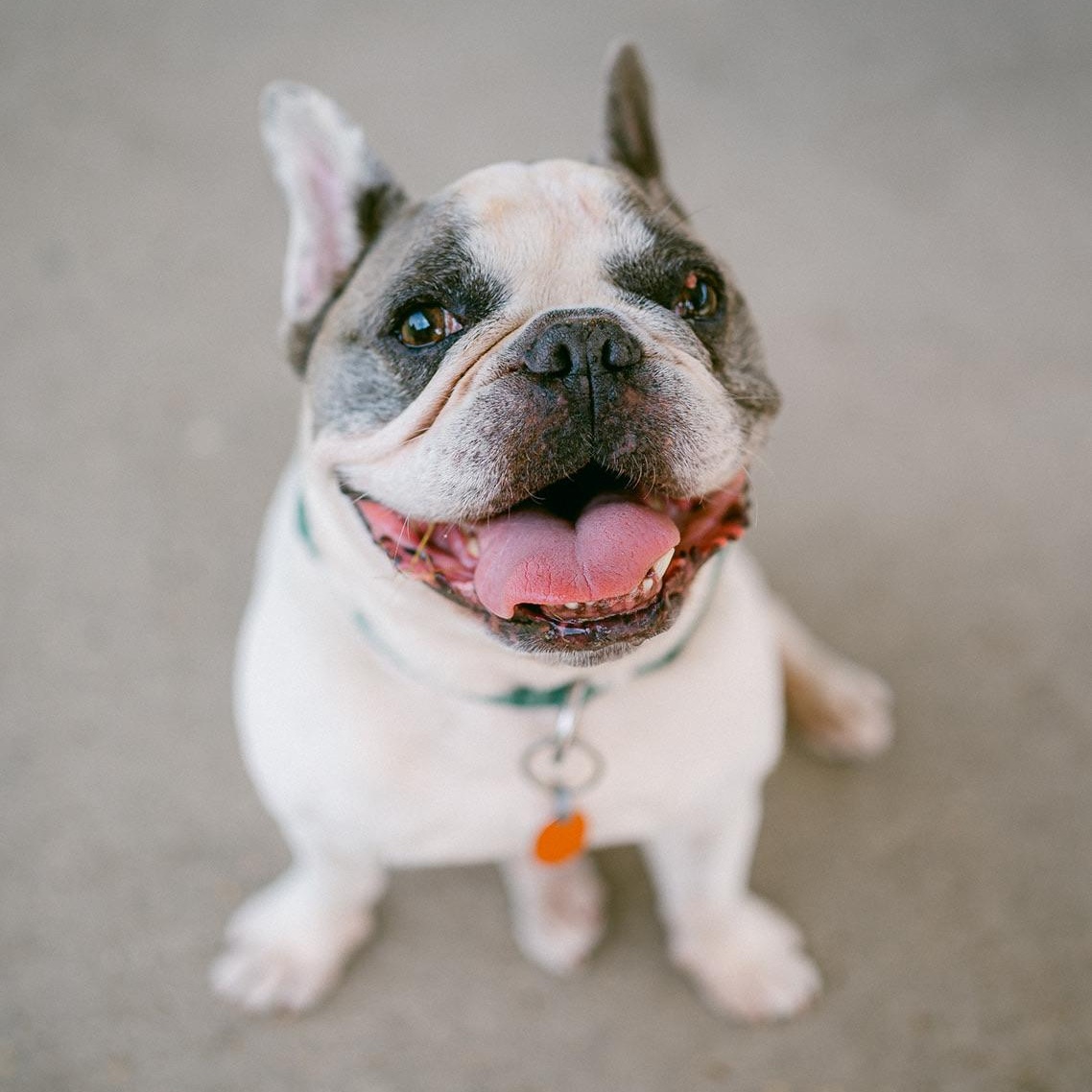Enlarge Taz, a ADOPTABLE French Bulldog in New Orleans, LA image 3/6
