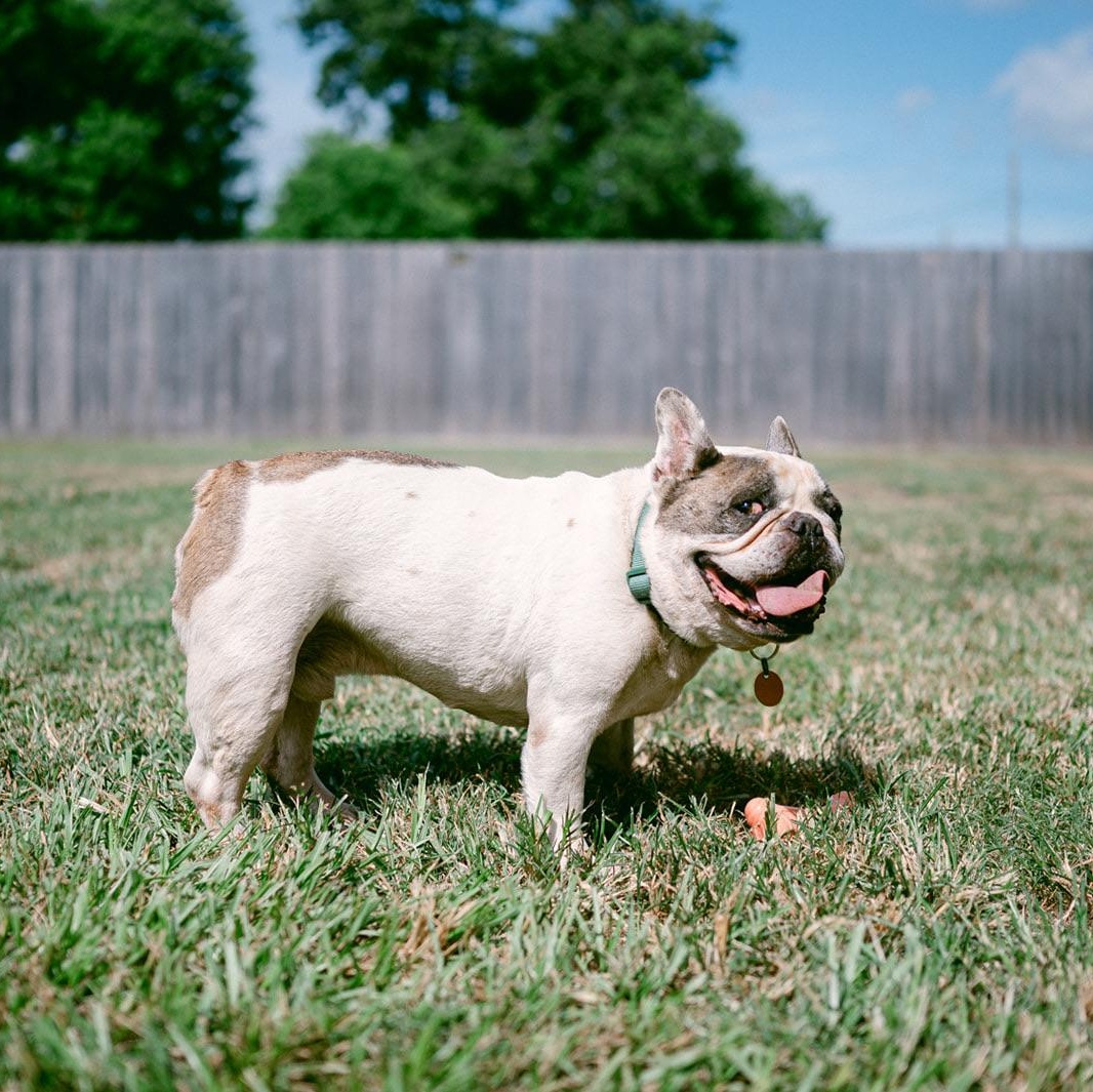 Enlarge Taz, a ADOPTABLE French Bulldog in New Orleans, LA image 5/6