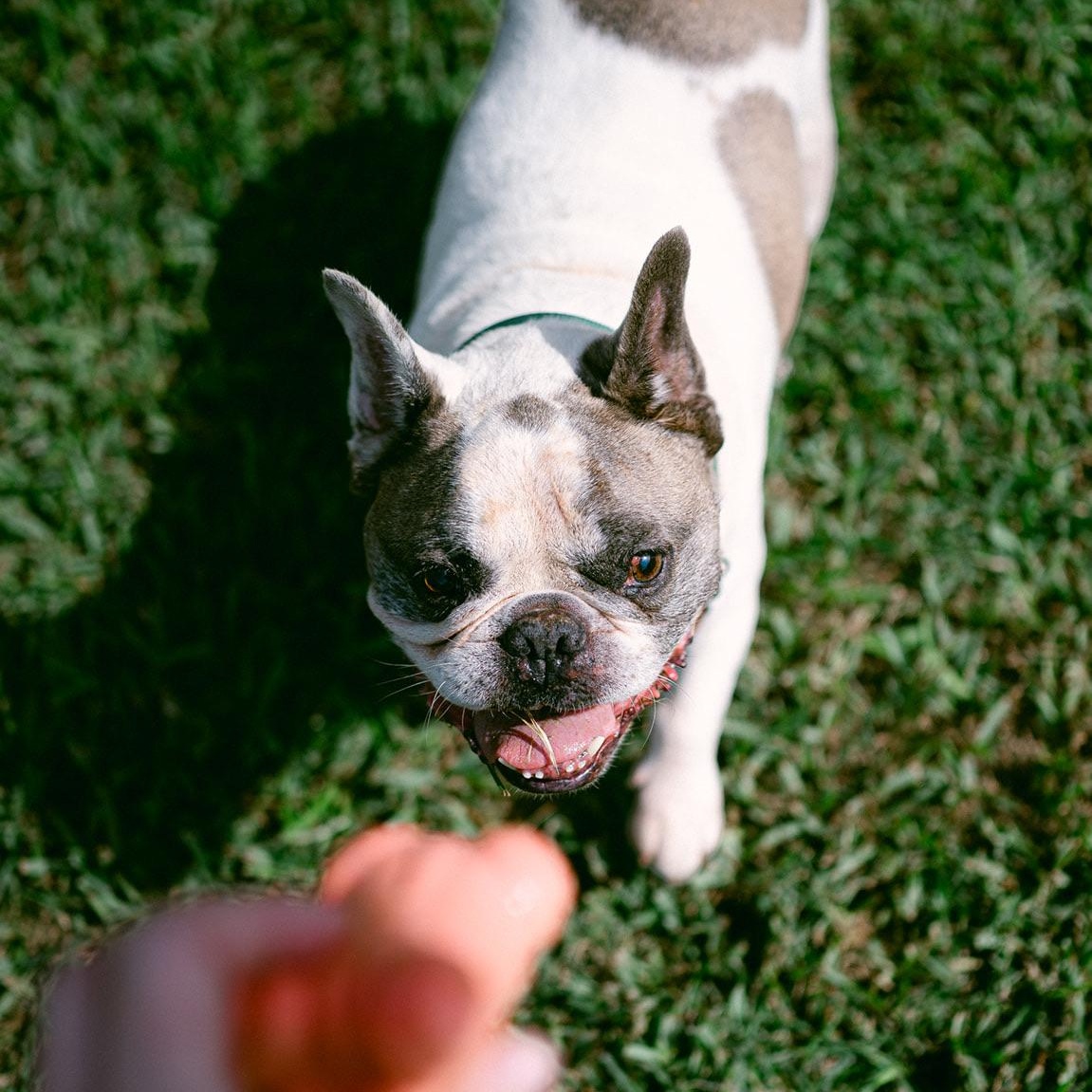 Enlarge Taz, a ADOPTABLE French Bulldog in New Orleans, LA image 6/6
