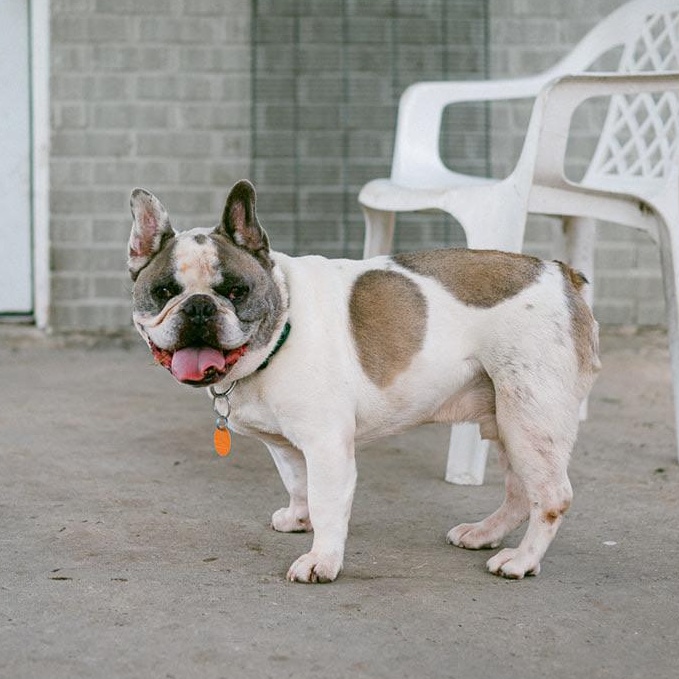 Enlarge Taz, a ADOPTABLE French Bulldog in New Orleans, LA image 2/6