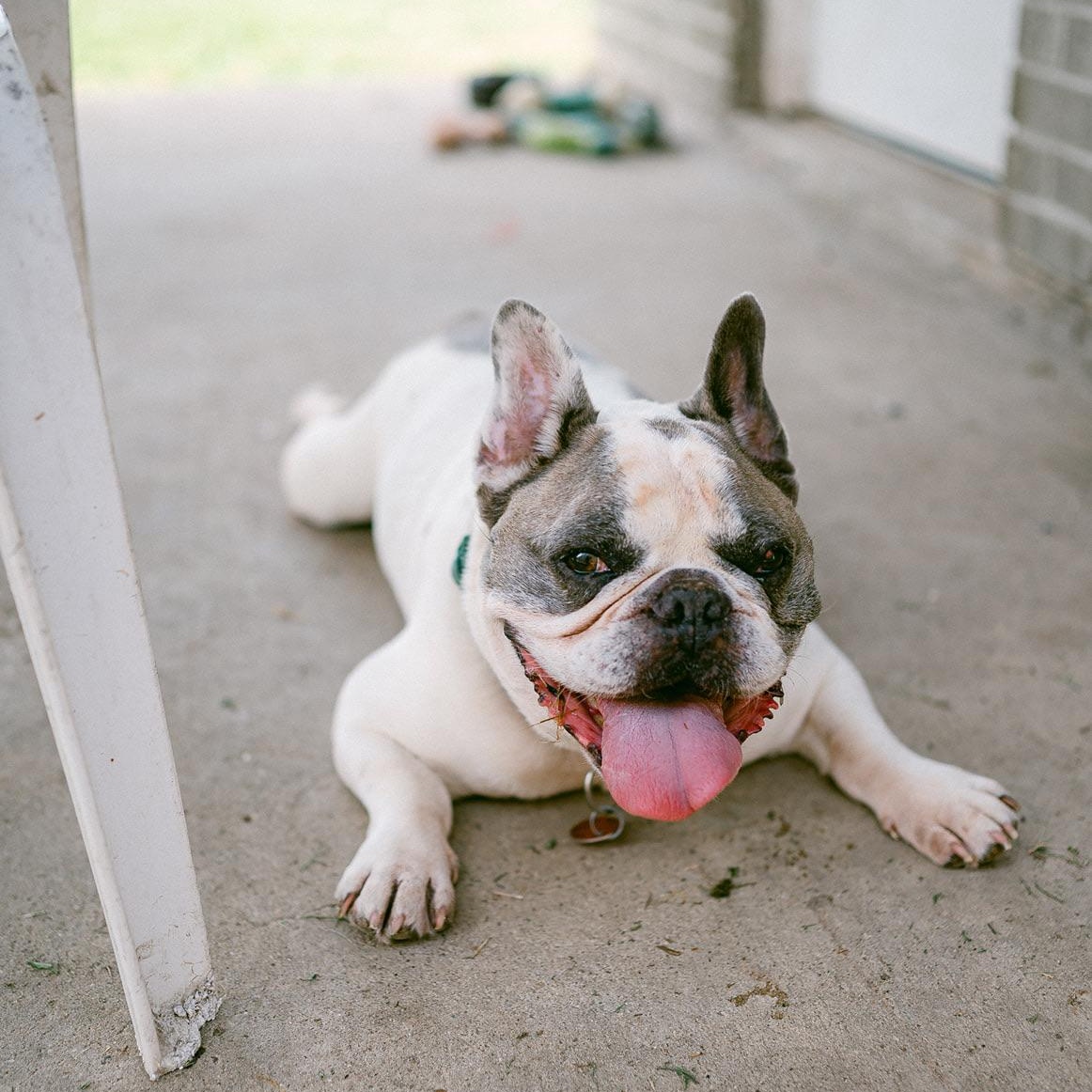 Enlarge Taz, a ADOPTABLE French Bulldog in New Orleans, LA image 4/6