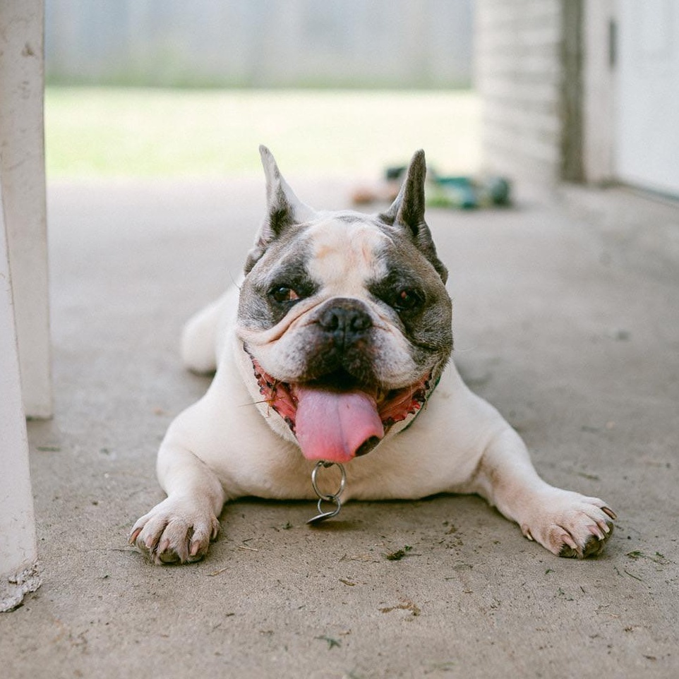 Taz, ADOPTABLE, Senior Male French Bulldog.