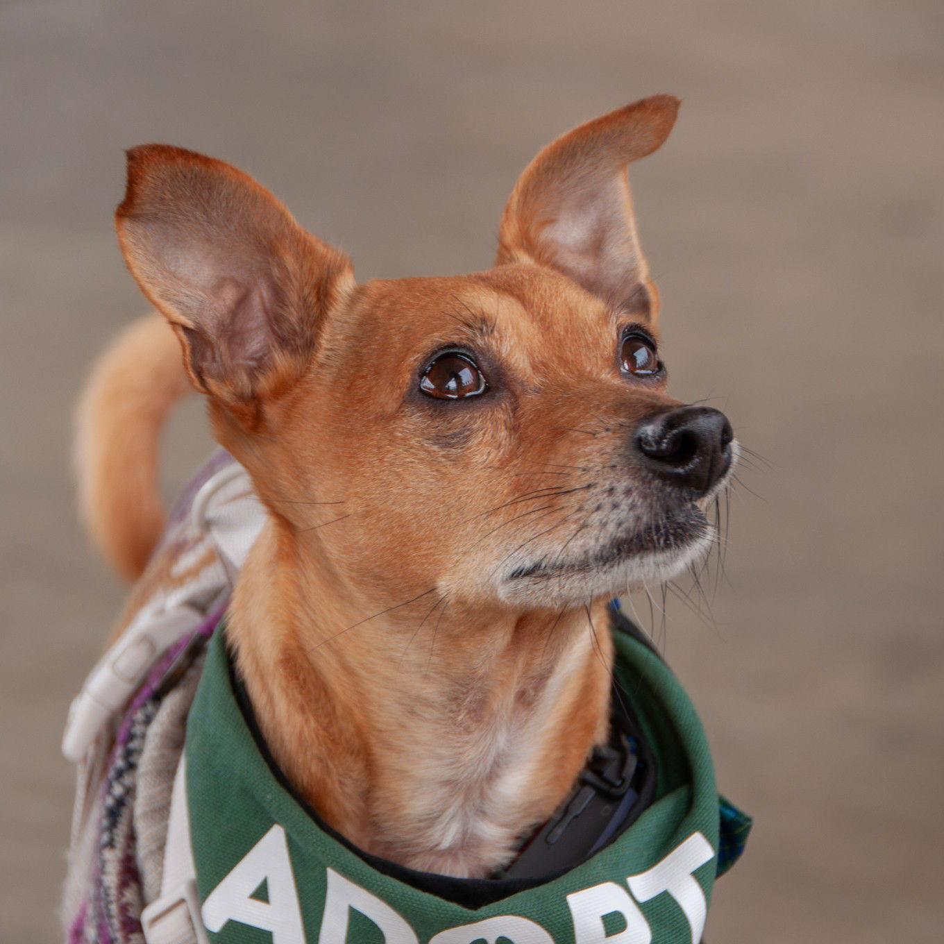 Enlarge Gucci, a Adopted Chihuahua in San Jose, CA image 1/3