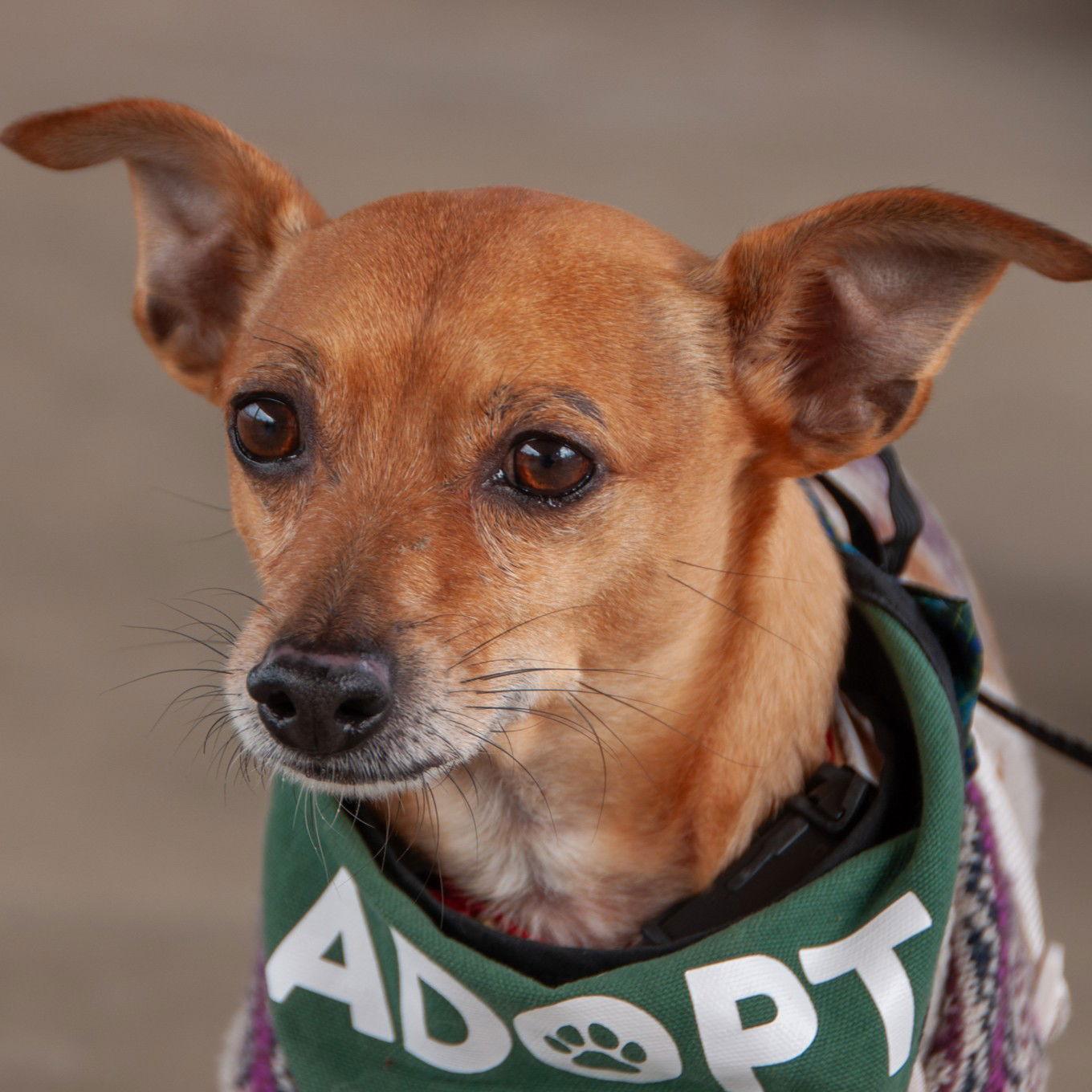 Enlarge Gucci, a Adopted Chihuahua in San Jose, CA image 3/3