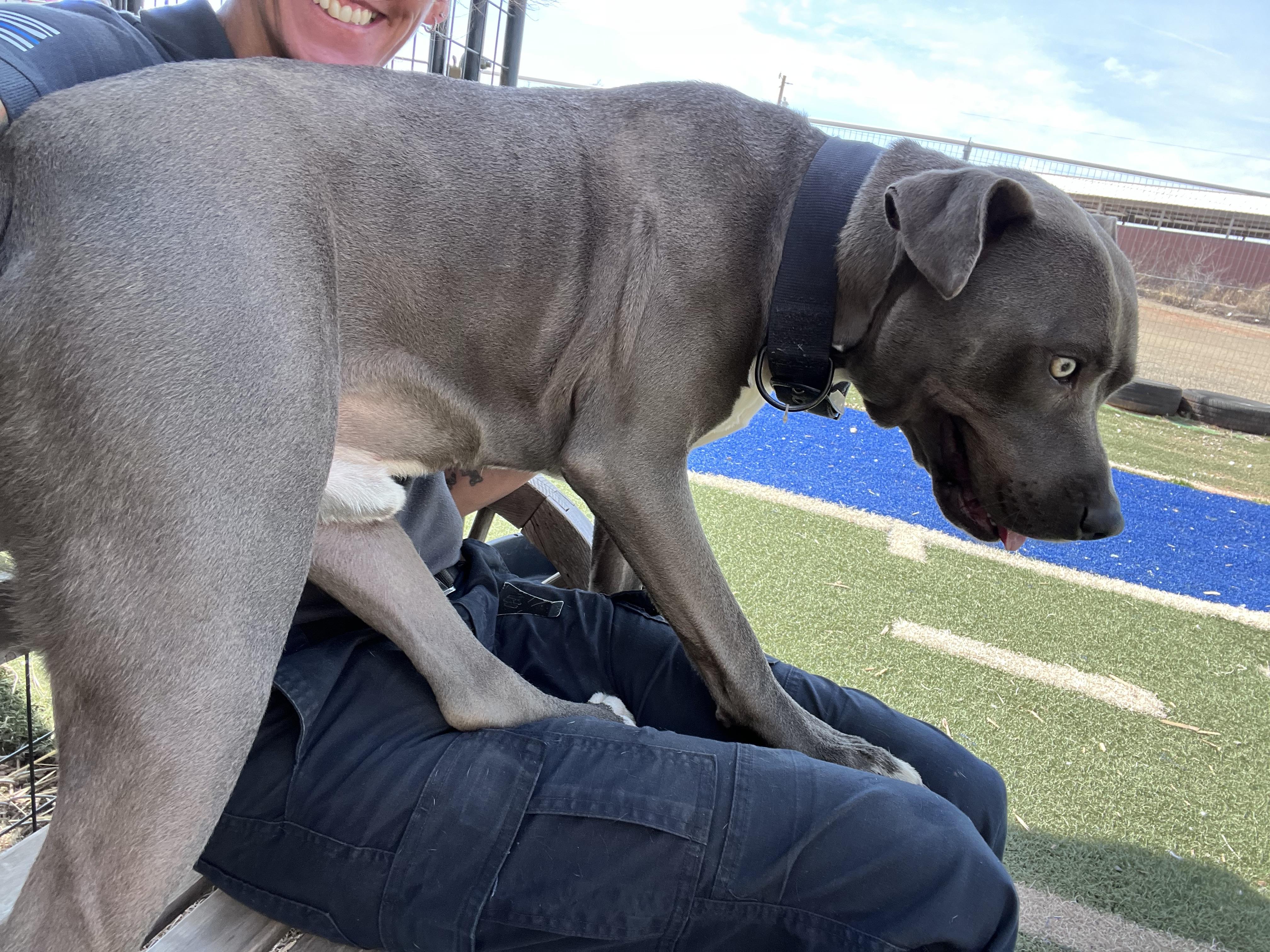 Pierce, ADOPTABLE, Adult Male Pit Bull Terrier.