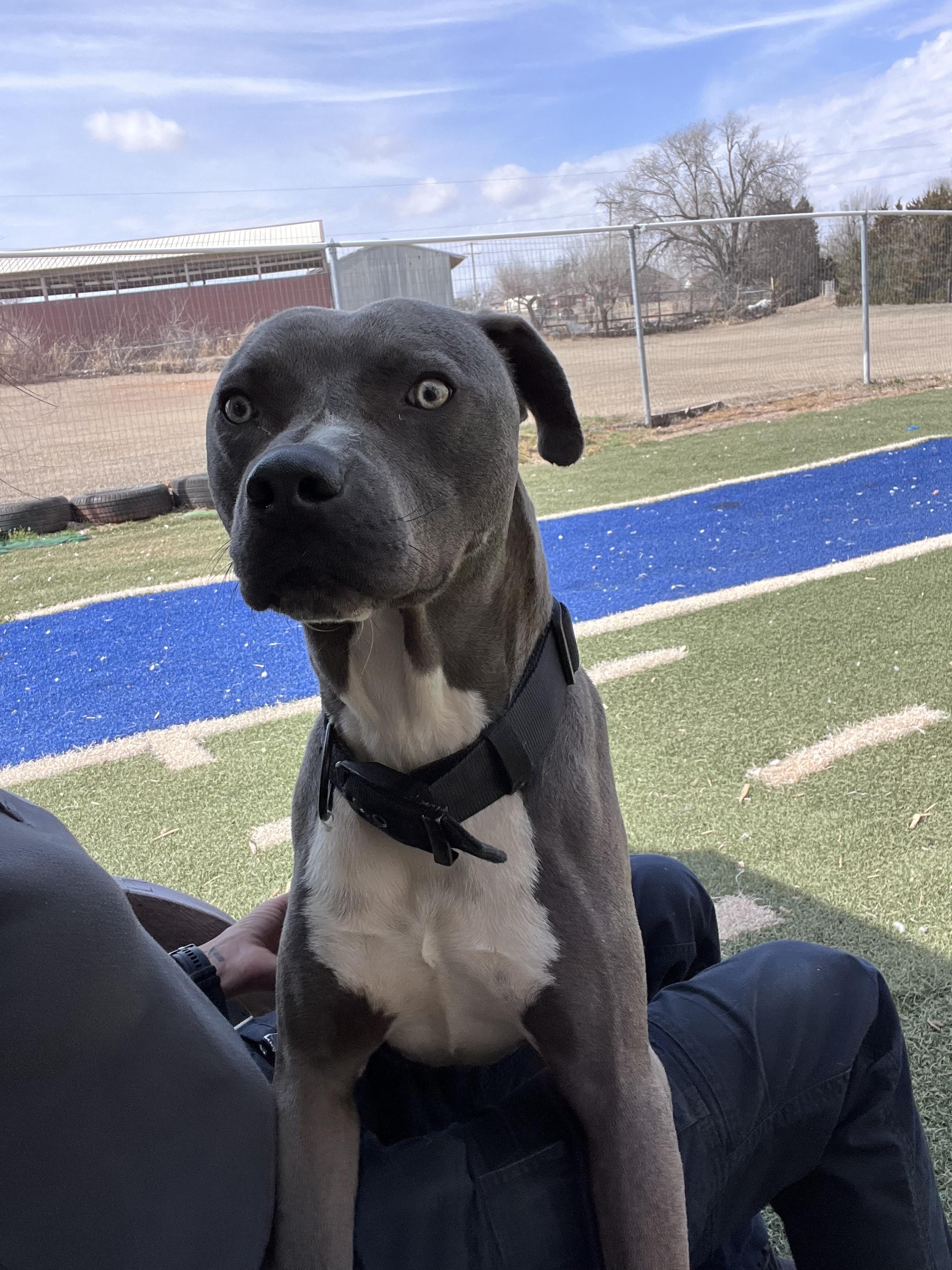 Enlarge Pierce, a ADOPTABLE Pit Bull Terrier in Blanchard, OK image 2/4
