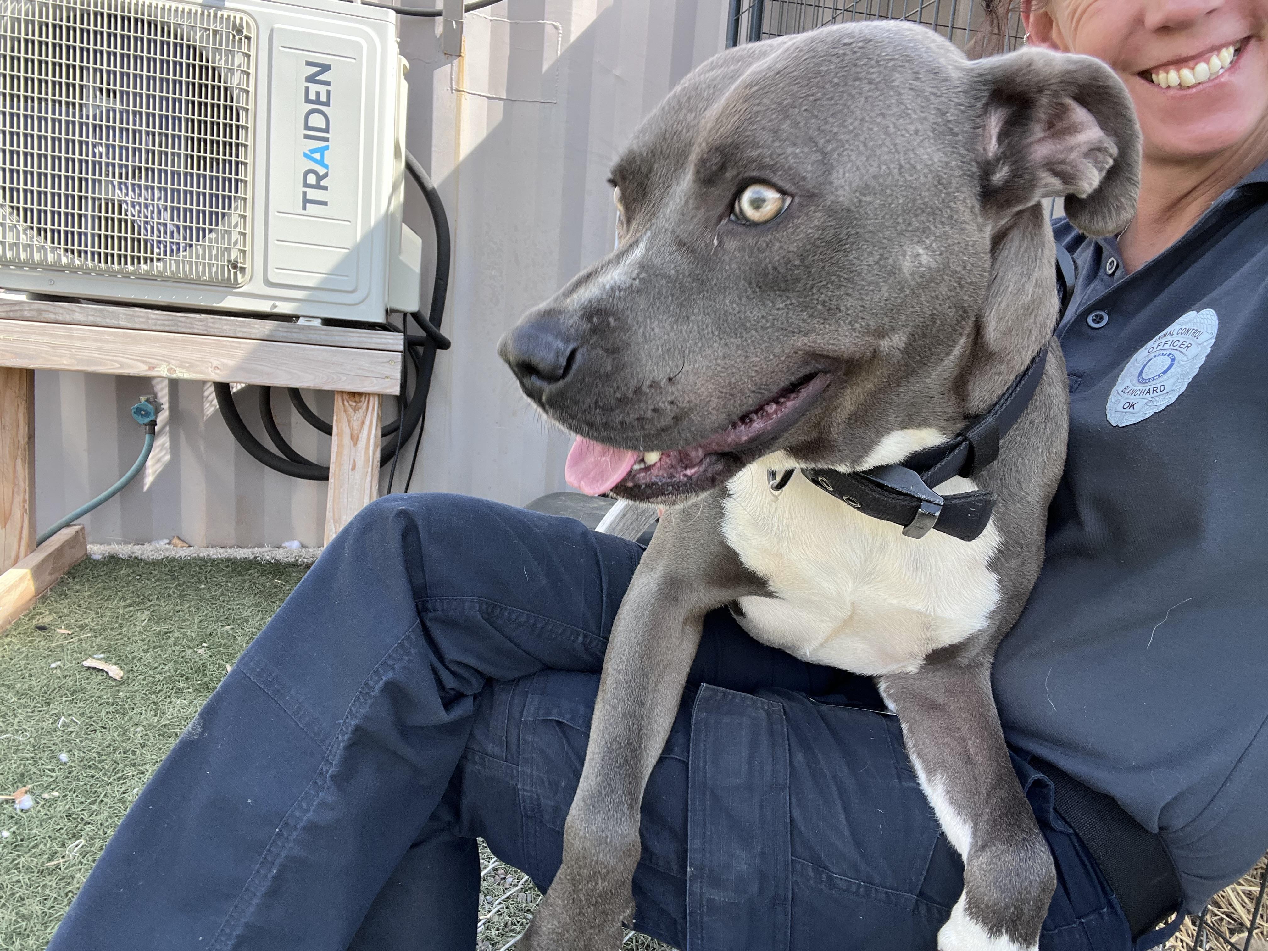 Enlarge Pierce, a ADOPTABLE Pit Bull Terrier in Blanchard, OK image 3/4
