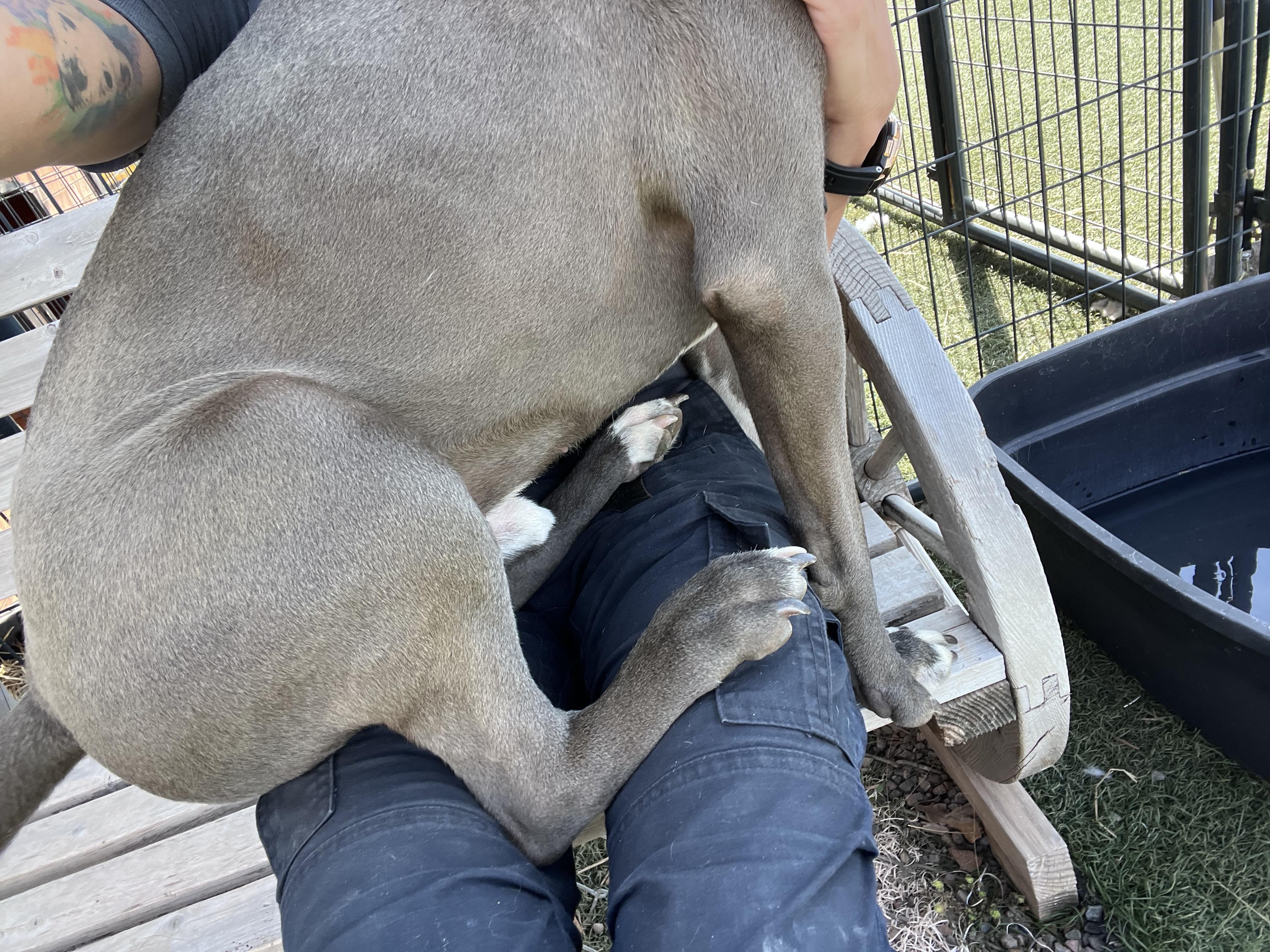 Enlarge Pierce, a ADOPTABLE Pit Bull Terrier in Blanchard, OK image 4/4