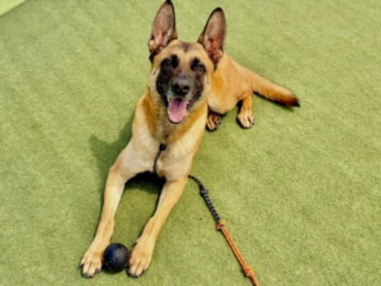 Enlarge STAR, a Adoptable Belgian Shepherd / Malinois in Los Angeles, CA image 1/1