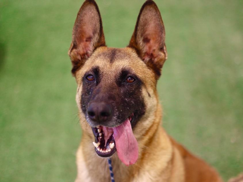 Enlarge STAR, a Adoptable mixed breed in Los Angeles, CA image 1/1