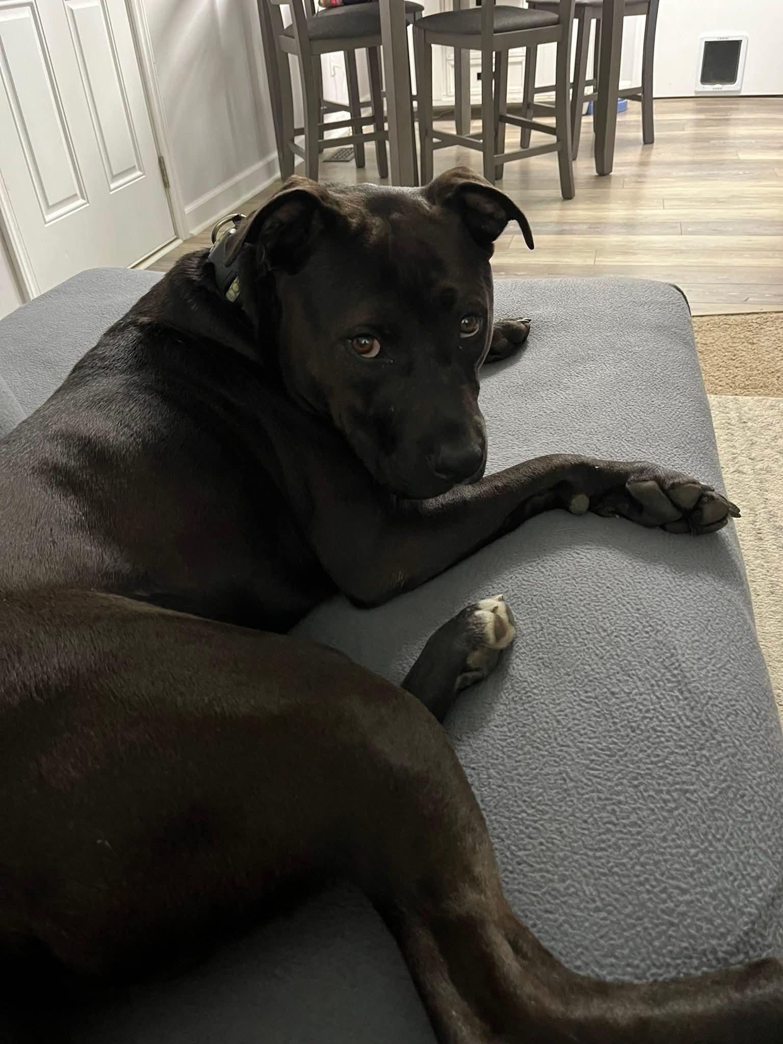 Hank, a Adoptable mixed breed in Ayden, NC image 2/3