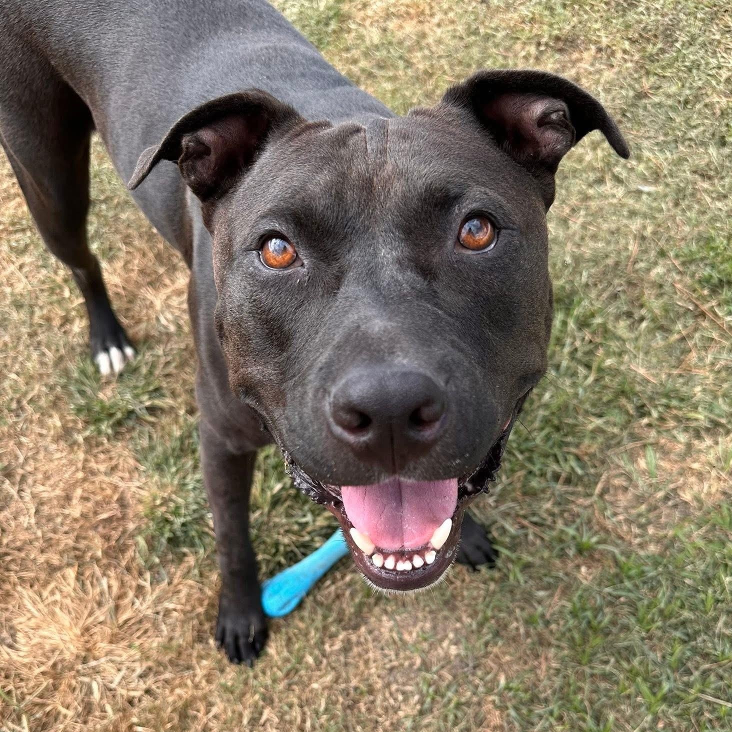 Hank, Adoptable, Adult Male Pit Bull Terrier.